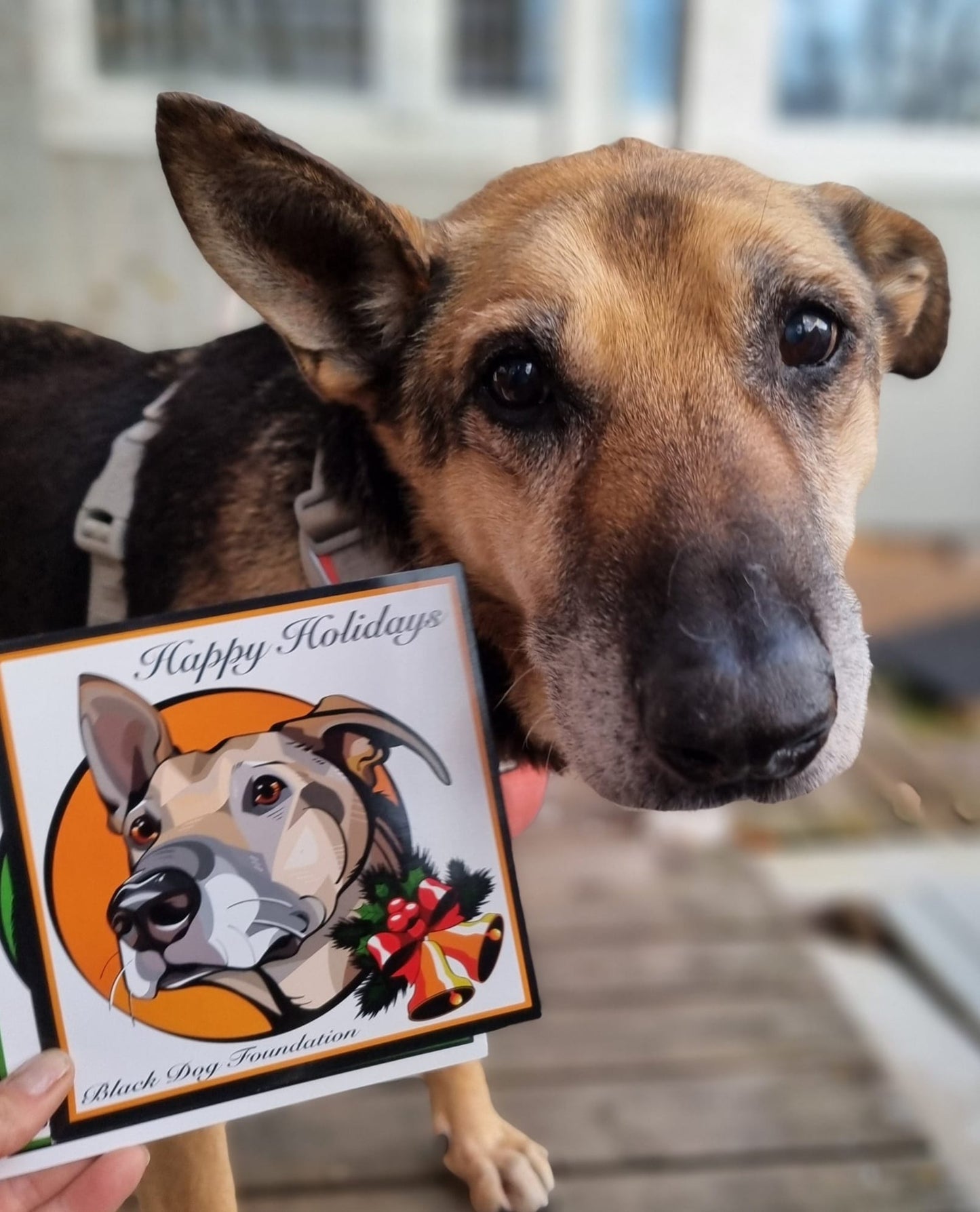 REA! Black Dog julkort! 10 st för 120 kr!