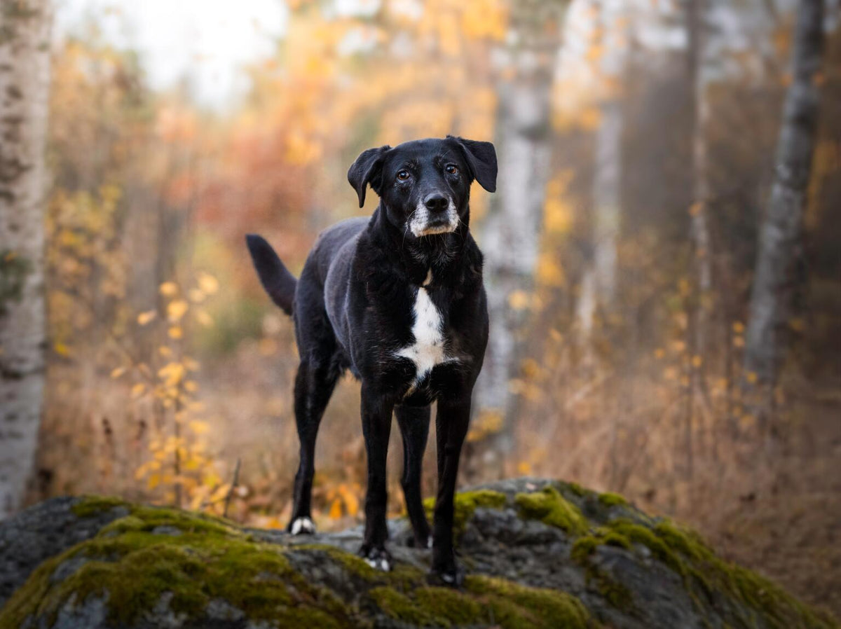 Black Dog väggkalender 2027!