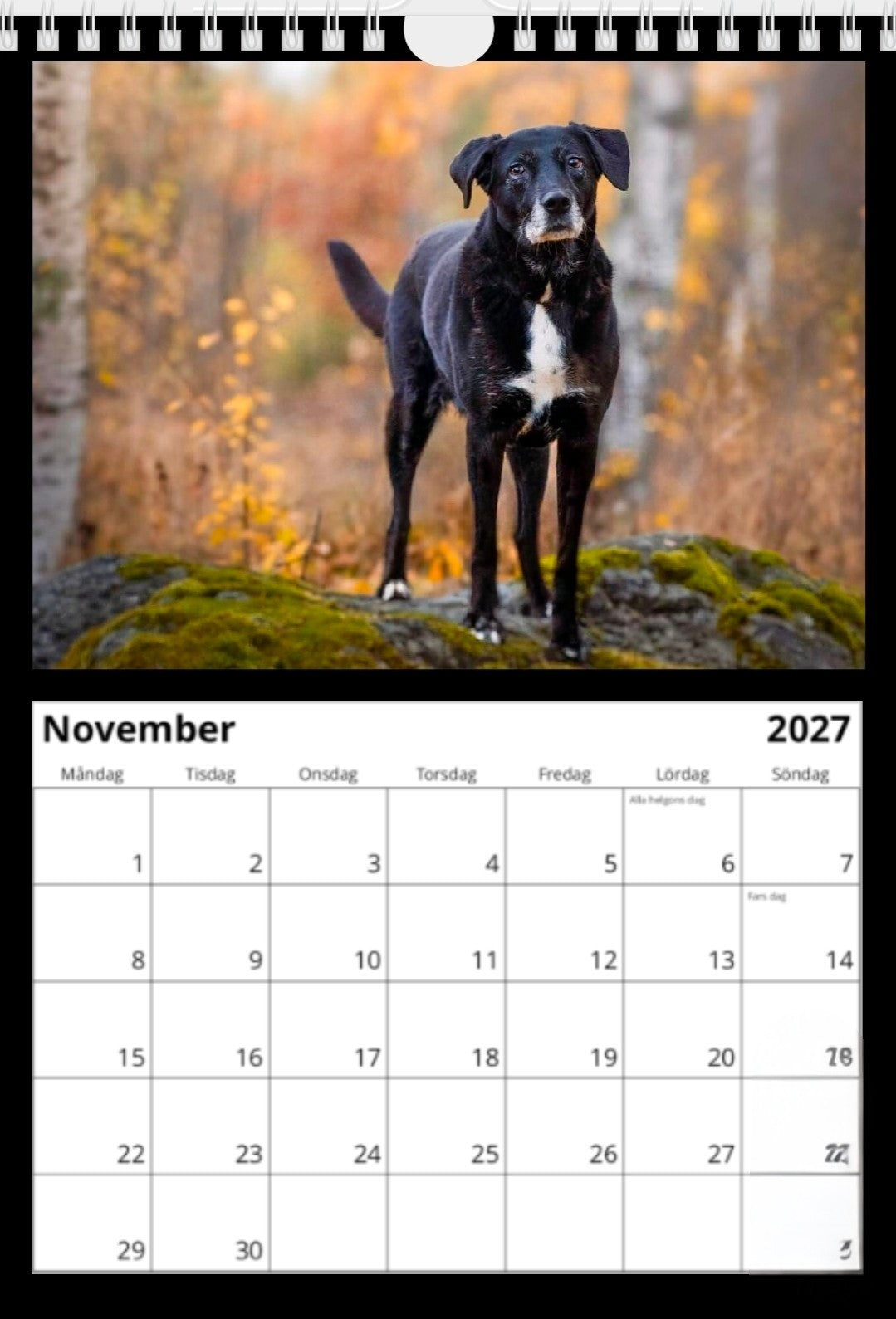 Black Dog väggkalender 2027!