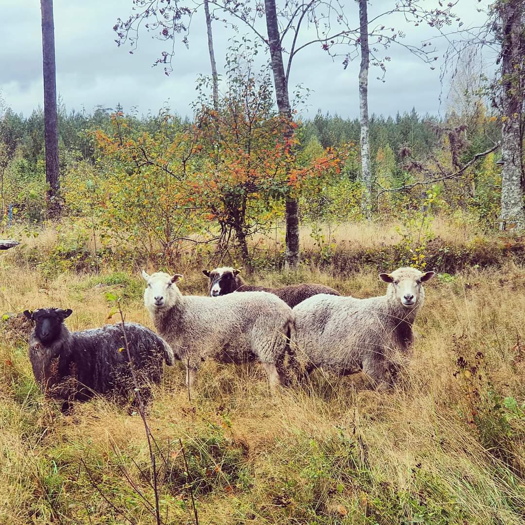 Berikningsupplevelse- fårull, får/getdoft (veganvänligt)